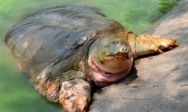 Nắng ấm, cụ rùa cố bò lên bờ