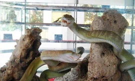 Giải mã sự thật về rắn hổ mây khổng lồ