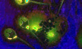 Phát hiện một loài sinh vật sống không cần thở