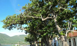 Hàng bàng đầu cầu tàu 914