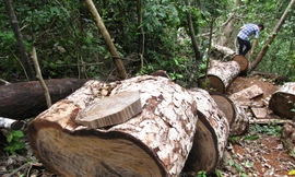 Gỗ nghiến bị tàn phá tại Vườn Quốc gia Ba Bể