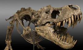 Cày ruộng, phát hiện bộ xương khủng long nguyên vẹn