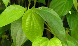Lá trầu không chữa bệnh phổi