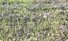 Khoai mì hoang mang, khoai lang tức tưởi