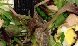Kinh hoàng phát hiện ếch chết trong món salad