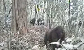 Loài khỉ đột Sông Cross đang đứng trước nguy cơ tuyệt chủng.