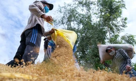 Thêm Nga và UAE cấm xuất khẩu gạo, 3 tỷ người trên thế giới lo lắng