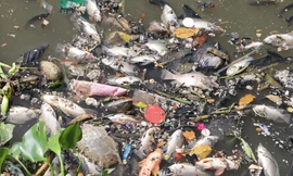 Triệu con cá nổi lên ngoi ngóp thở trên kênh nội đô đẹp nhất TPHCM