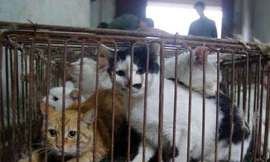 Những con mèo bị nhốt trong lồng được phát hiện tại lò giết mổ ở thành phố Hoài An, Trung Quốc