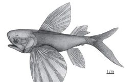 Công bố loài cá bay cổ nhất thế giới