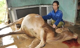 Bò chết, dân vùng lũ bật khóc vì xót của