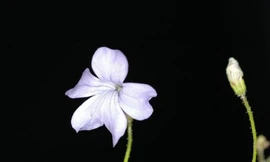 Cây ăn giun đất để tồn tại