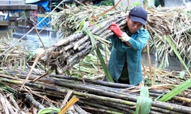 Nông dân lãi 460 đồng/kg mía, còn doanh nghiệp lãi 1.800 đồng/kg đường tại nhà máy Ảnh: Gia Thọ