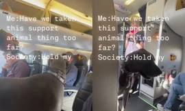 Bất bình vì một hành khách dẫn chó lên máy bay