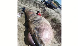 Chôn cá voi nặng bảy tấn