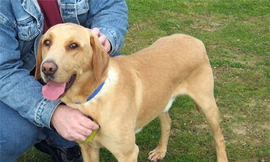 Những điều nên biết về bệnh dại