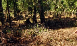 Phạt tù vợ chồng Phó Bí thư xã phá rừng