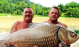 Câu được cá chép nặng 60 kg