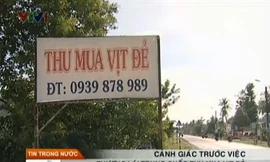 Thương lái Trung Quốc bất ngờ thu mua vịt đẻ