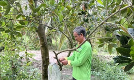 Người dân Long An chờ mưa 'cứu' cây ăn trái
