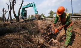 Hàng trăm cây xanh được di dời để thi công nút giao lớn nhất TPHCM