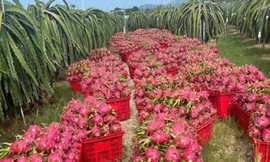 Thanh long nghịch vụ rớt giá 'sốc', còn 2.000 đồng/kg