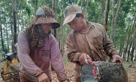 Nông dân Bình Phước phấn khởi vì giá 'vàng trắng' tăng cao