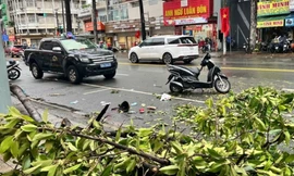 Nhánh cây rơi trên đường ở TPHCM, một phụ nữ tử vong