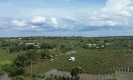 Do đâu hàng trăm hecta thanh long Bình Thuận bị ngập chỉ sau vài cơn mưa?