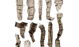 Xuất hiện sinh vật 1,6 tỉ năm 'thay đổi lịch sử Trái Đất'