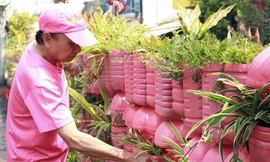 Ông lão ở TP.HCM 'nhuộm hồng' căn nhà, làm điều được cả phố ủng hộ