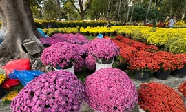 Tràn ngập hoa Tết, giá rẻ hơn mọi năm ở TPHCM