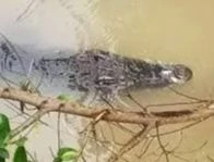 Phát cảnh báo khi liên tiếp phát hiện cá sấu nổi trên kênh ở Long An