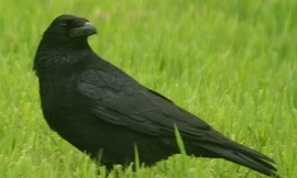 Phát hiện mới về khả năng ghi nhớ của loài quạ
