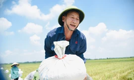 Nông dân Hà Nội miệt mài thu hoạch lúa dưới nắng nóng gay gắt