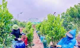 Mặc mưa phùn và nồm ẩm, người dân thủ phủ quất Tứ Liên vẫn ra vườn chuẩn bị cho vụ mới