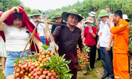 Độc đáo cuộc thi hái và bó chùm vải giữa các thôn xã của huyện Lục Ngạn