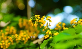 Hà Nội mùa giáng hương khoe sắc rực rỡ trong nắng 