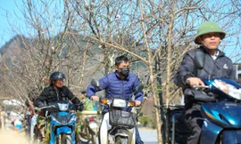 Du khách nườm nượp đổ về Vân Hồ, Sơn La chở đào về xuôi chơi Tết