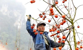 Vượt gần 200 km lên Mộc Châu sắm cành hồng trĩu quả, đỏ rực về chơi Tết
