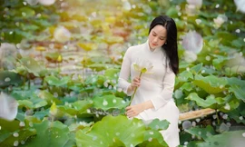 Cánh đồng mênh mông sen trắng ở Hà Nội vào mùa, thu hút giới trẻ check-in