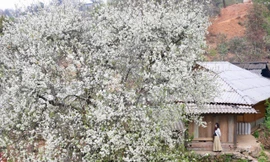 Hoa sơn tra nở trắng trời Tây Bắc