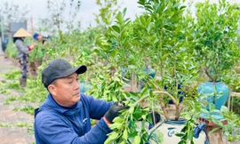 Nghề uốn cây cảnh, tạo dáng quất cho thu nhập tiền triệu mỗi ngày 