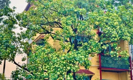 Hoa sữa nồng nàn trong hương Thu Hà Nội