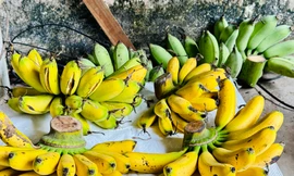 Làng quê có đặc sản ‘tiến vua’ được nhiều người săn đón