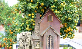 Độc đáo quất bon sai phong thuỷ ở làng cây cảnh tết Tứ Liên