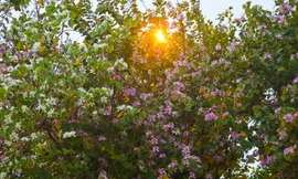 Ngắm hoa ban bung nở tím trời trên đường phố Thủ đô