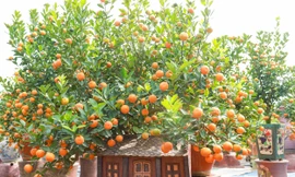 Quất bonsai 'ôm nhà cổ' độc, lạ hút khách