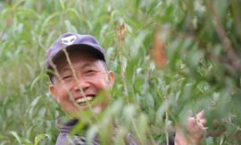 Người trồng đào Nhật Tân tất bật tuốt lá, lắp điều hòa chuẩn bị vụ hoa Tết