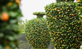 Chưa đến Tết, quýt 'bình hút lộc' khổng lồ giá chục triệu đồng đã cháy hàng